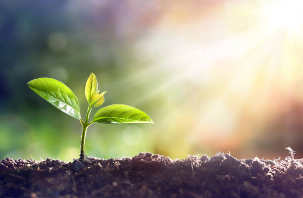 Young Sprout Grow In Dirt With Sun